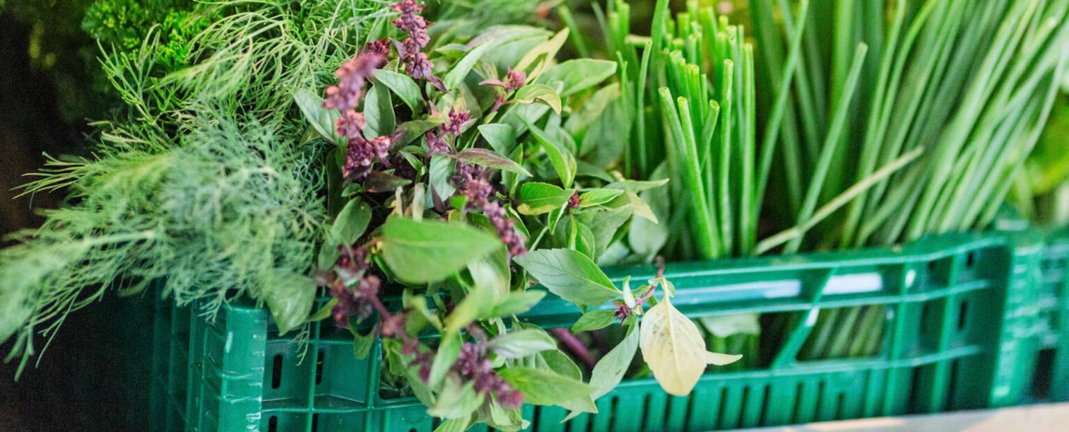Ein grüner Plastikkorb, gefüllt mit frischen Kräutern, darunter Dill, Basilikum mit violetten Blüten und Schnittlauch.