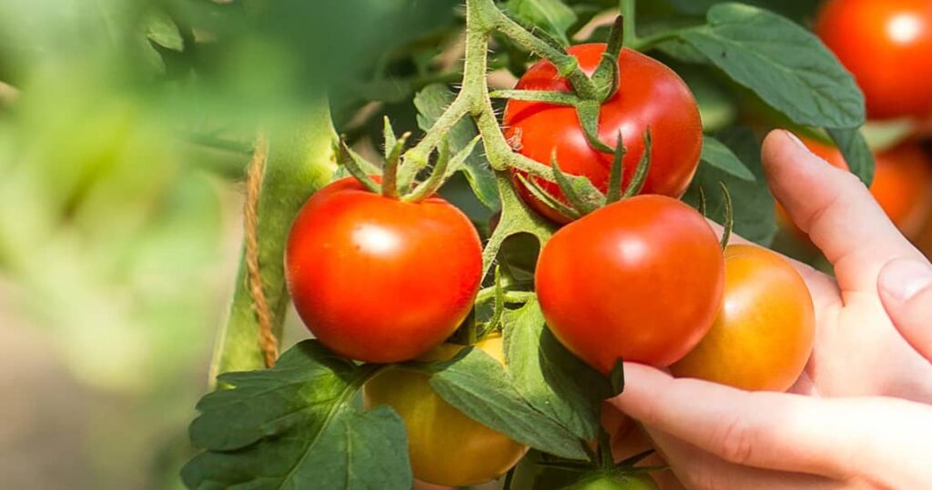 Eine Hand hält rote Tomaten, die noch am Strauch hängen.