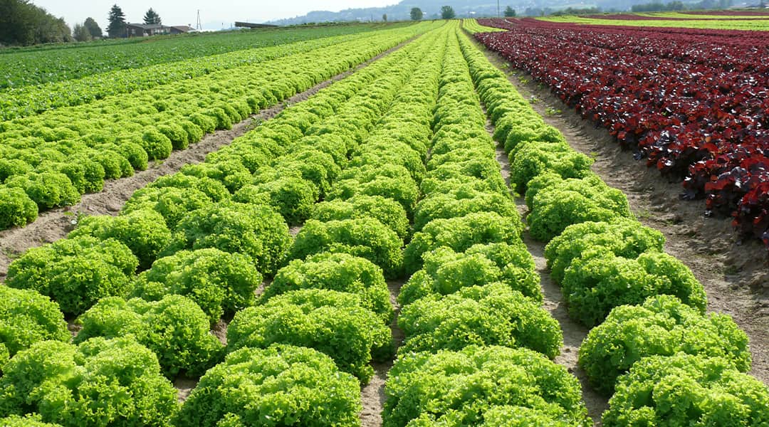 Salatanbau auf dem Feld