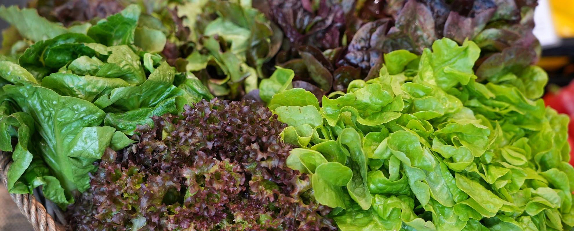 Grüne Salate