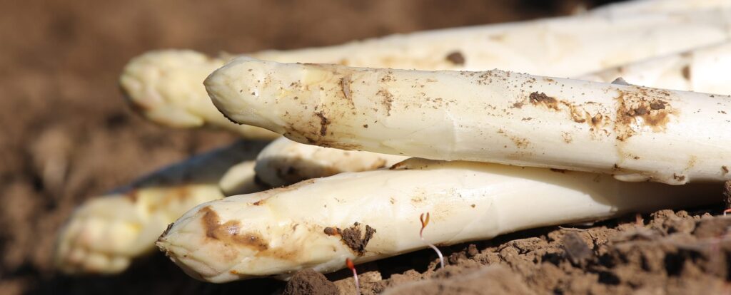 Frisch geernteter Spargel