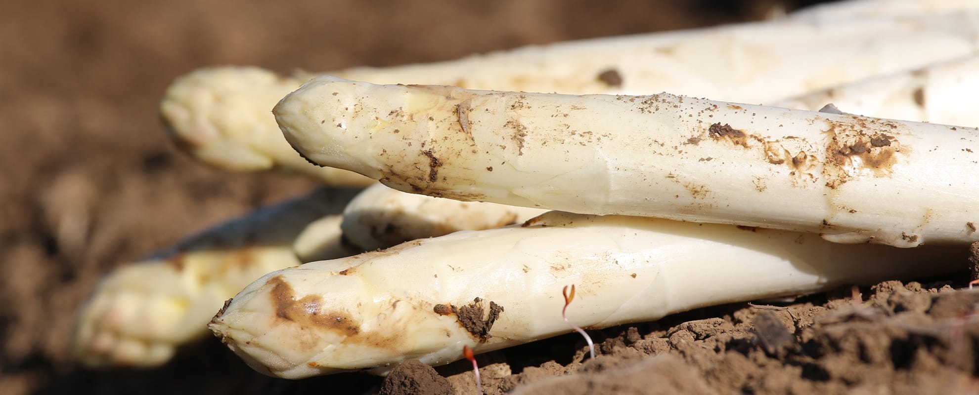 Frisch geernteter Spargel