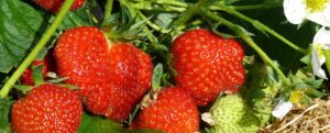 Erdbeeren frisch geerntet