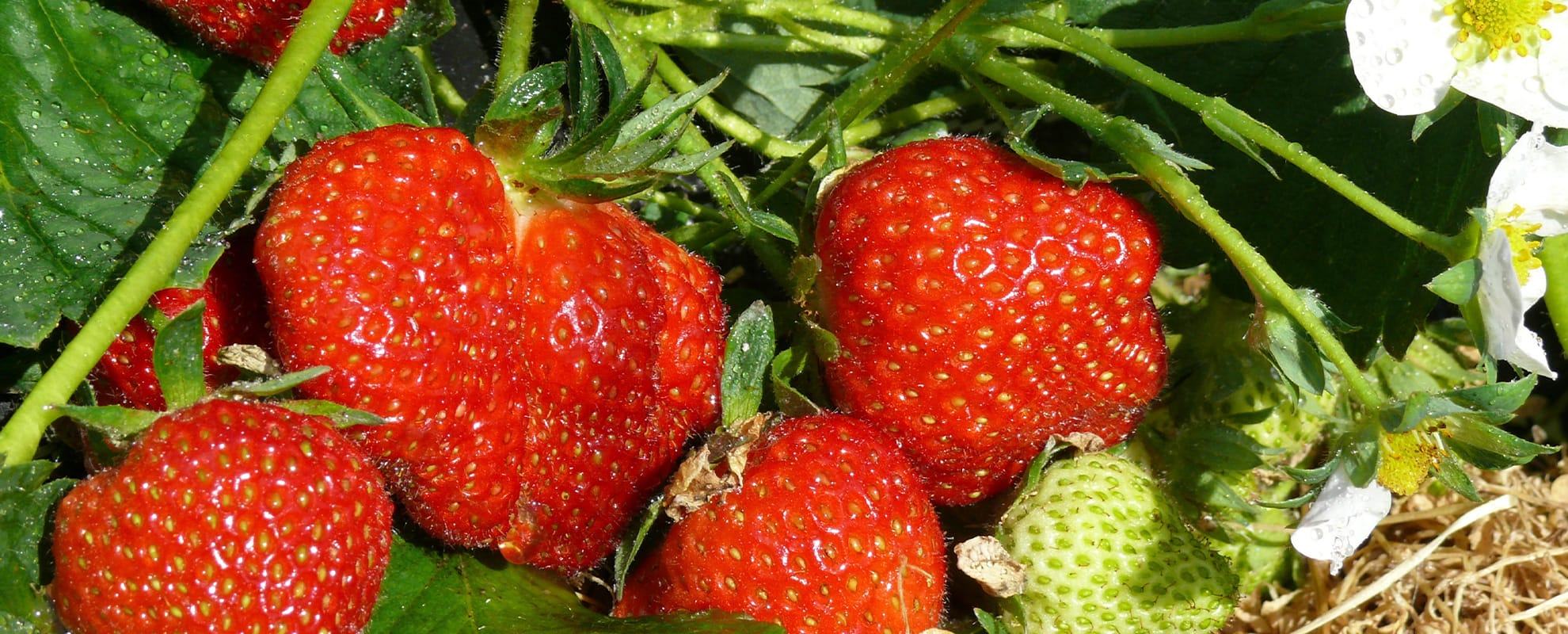 Erdbeeren frisch geerntet