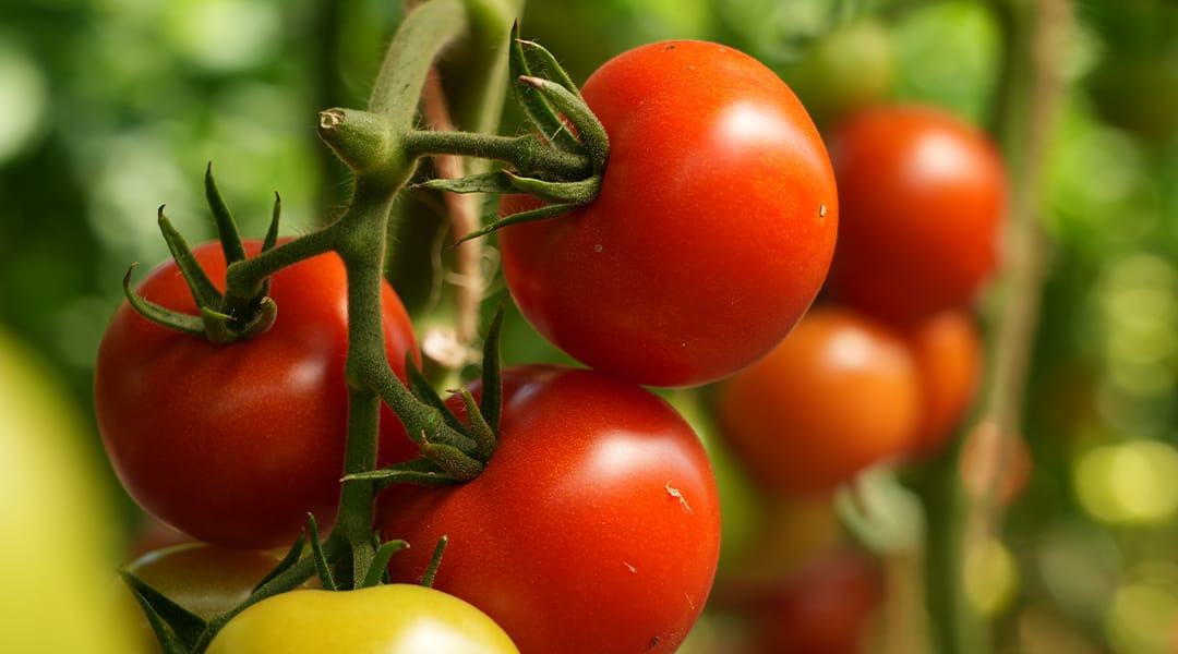 Rote reife Tomaten am Strauch