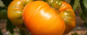 Ochsenherz Tomaten am Strauch