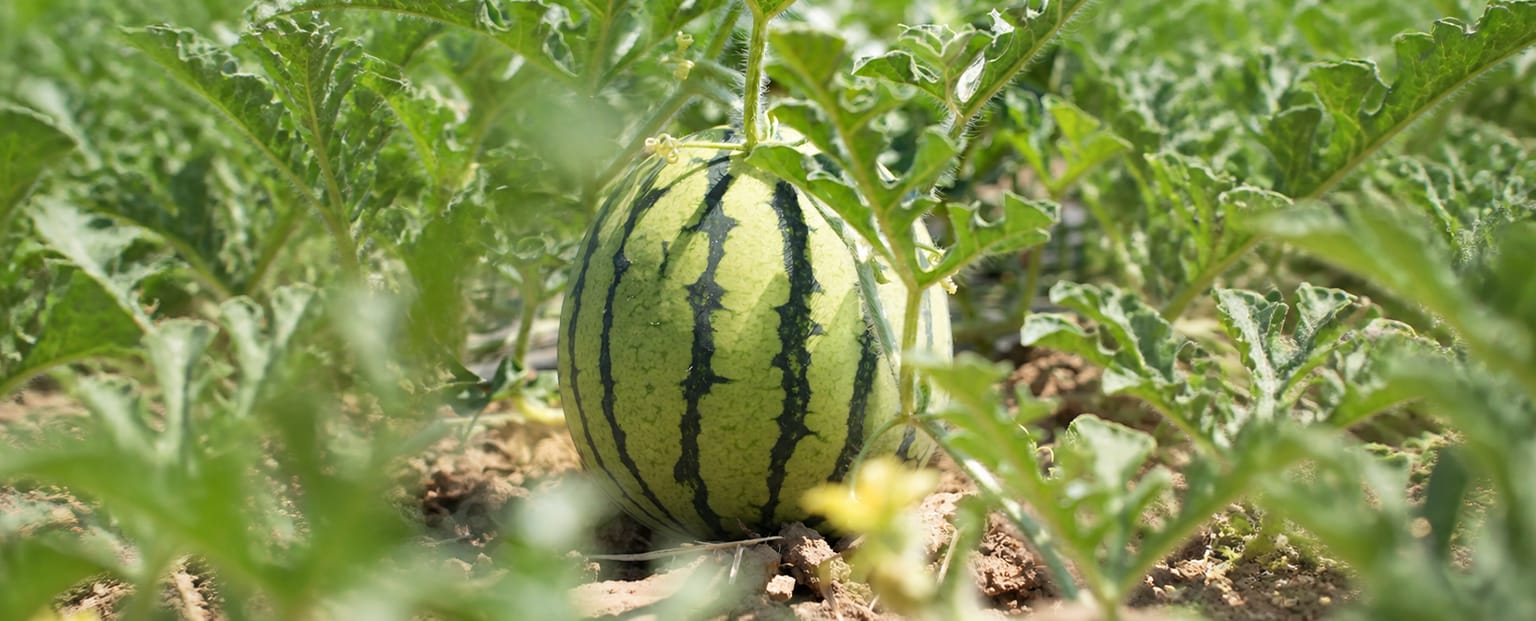 Eine Melone auf dem Feld