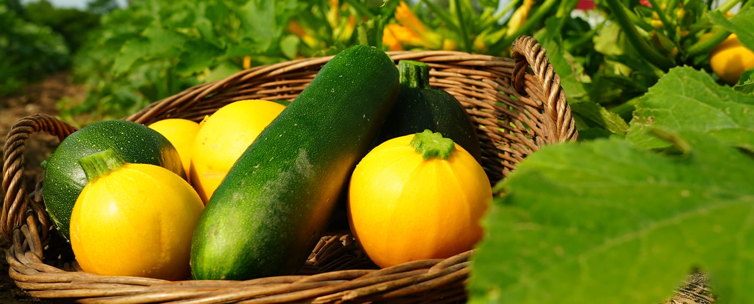 Zucchini auf dem Markt