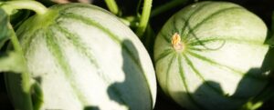 Melonen auf dem Feld