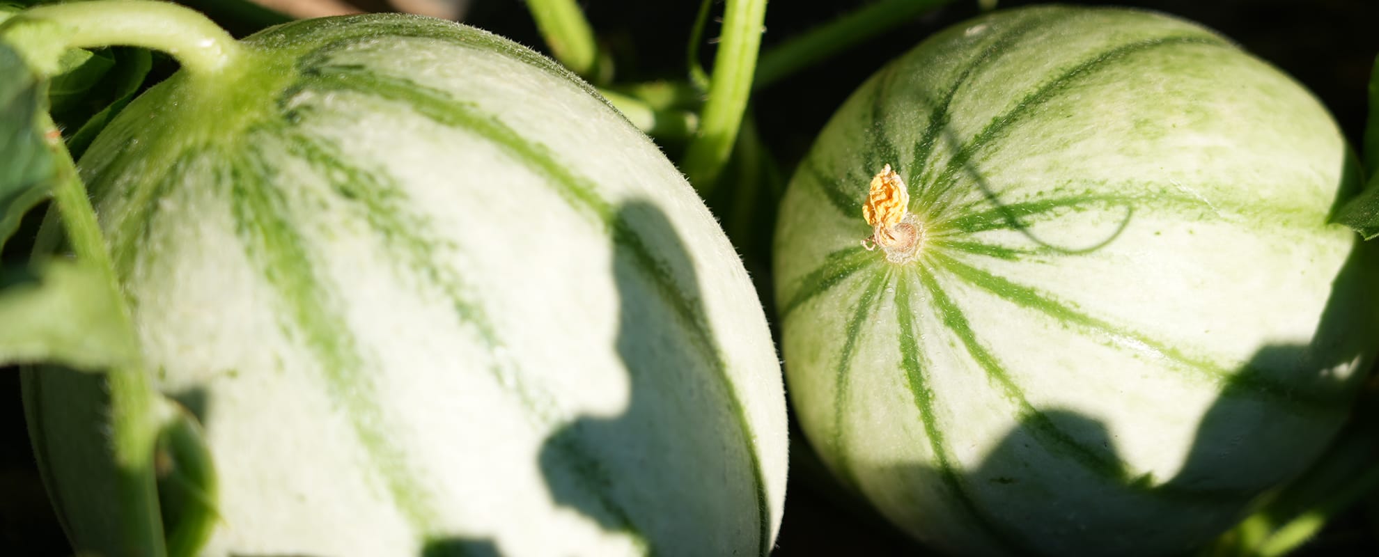 Melonen auf dem Feld